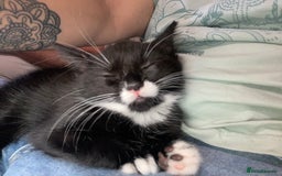 Mixed Breed cats for sale: Female kitten very loving  - Image 3