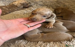 Dachshund dogs for sale: Dachshund Isabella dapple puppies  - Image 3