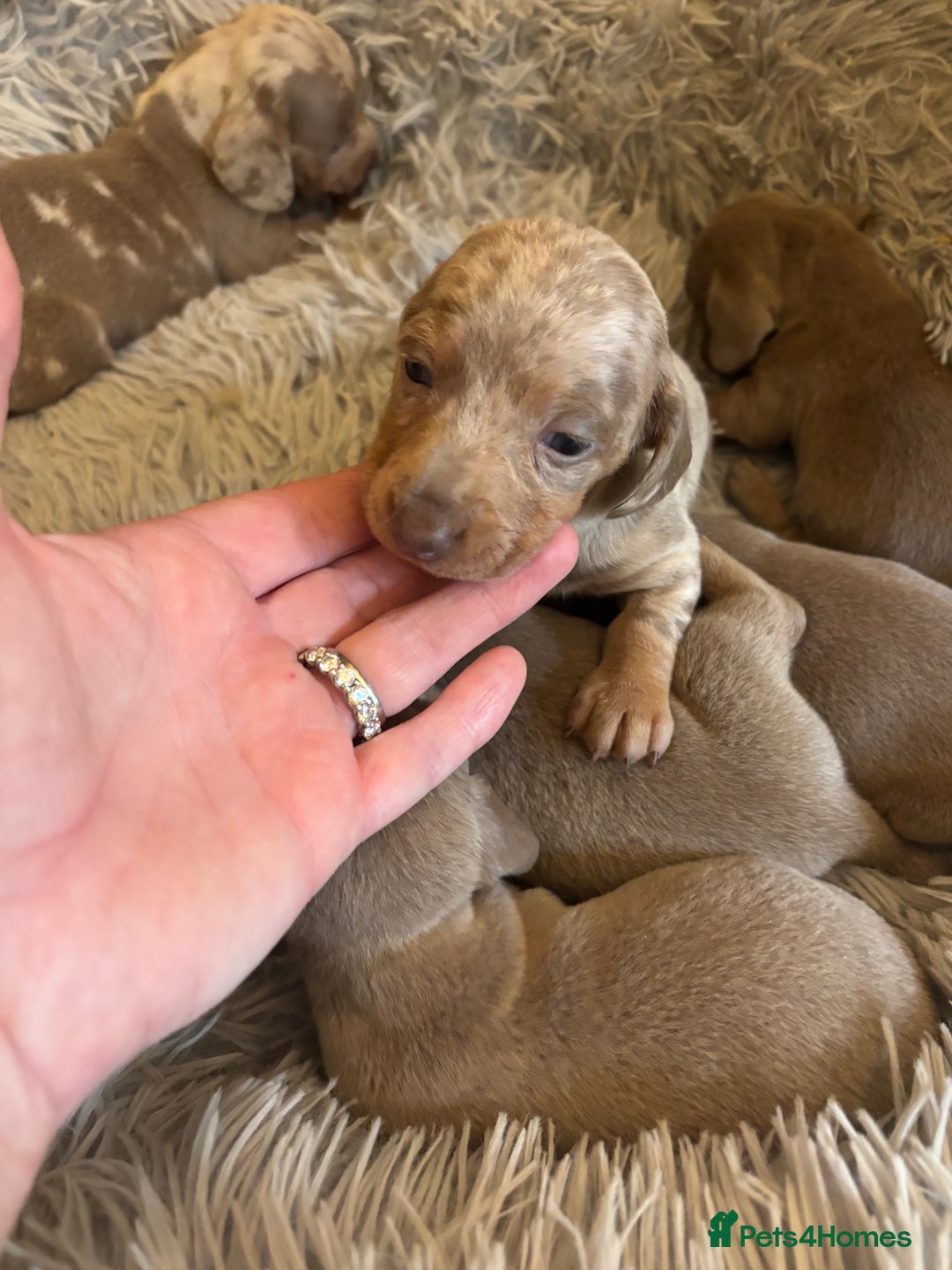 Dachshund dogs for sale: Dachshund Isabella dapple puppies  - Image 3