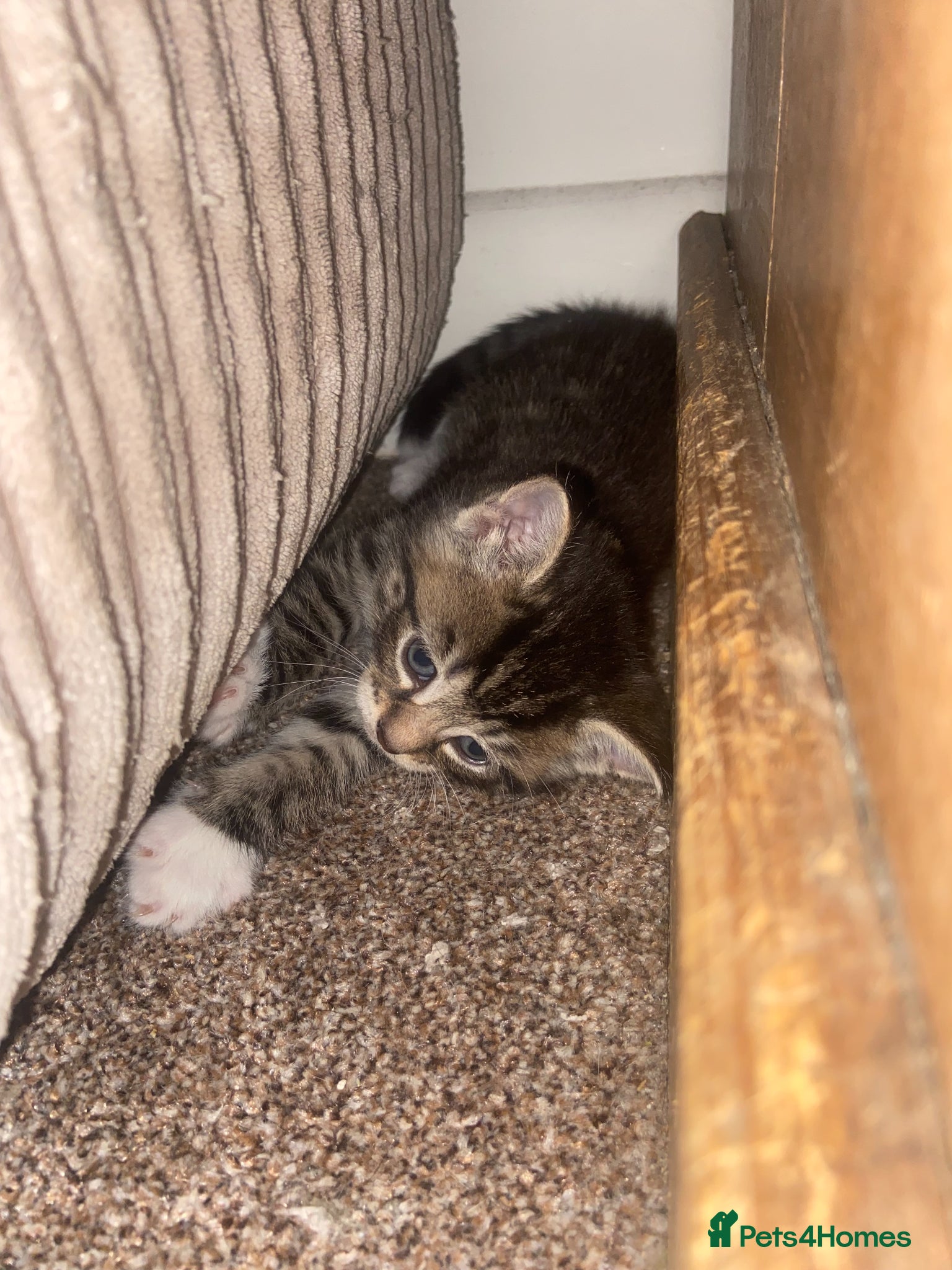 Mixed Breed cats 4 beautiful kittens   - Advert 2