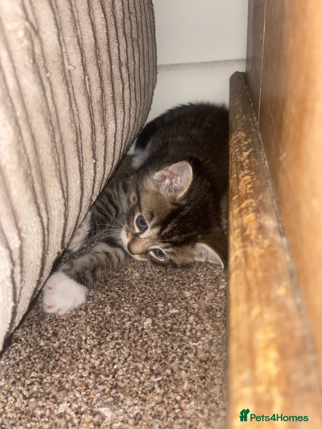 Mixed Breed cats for sale: 4 beautiful kittens   - Advert 1