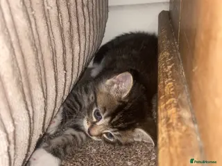 Mixed Breed cats 4 beautiful kittens - Advert 4