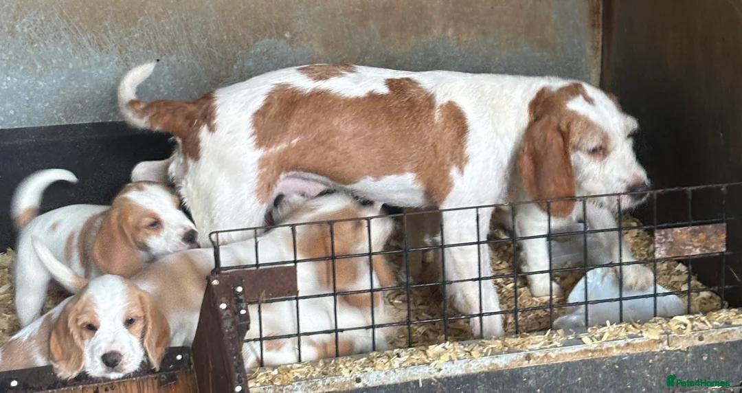 Beagle dogs for sale: Beagle puppy  - Image 3