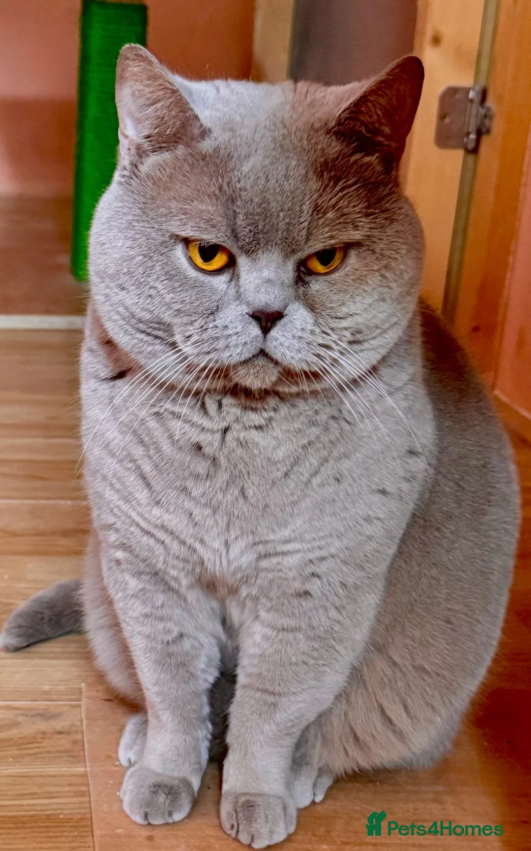 British Shorthair cats for sale: Retired Lilac BSH male!! - Advert 3