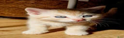 Mixed Breed cats for sale: Beautiful kittens for sale - Advert 6