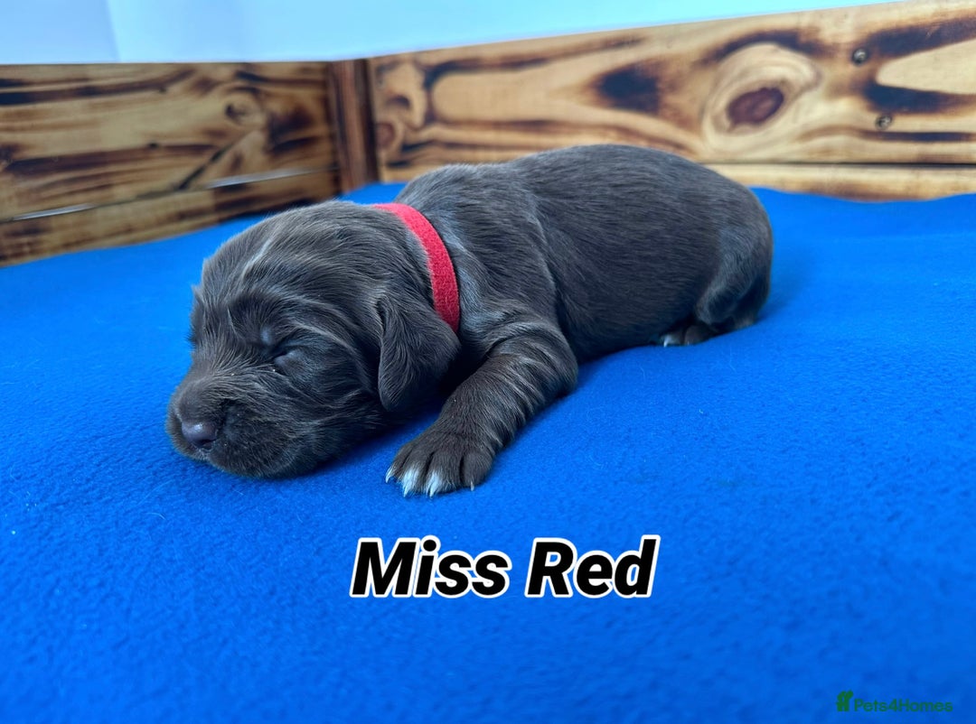 Sprocker dogs for sale: Fully Health Tested Sprocker Spaniel Puppies - Advert 11