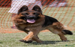 German Shepherd dogs for sale: Fantastic German Shepherd Puppy  - Image 6