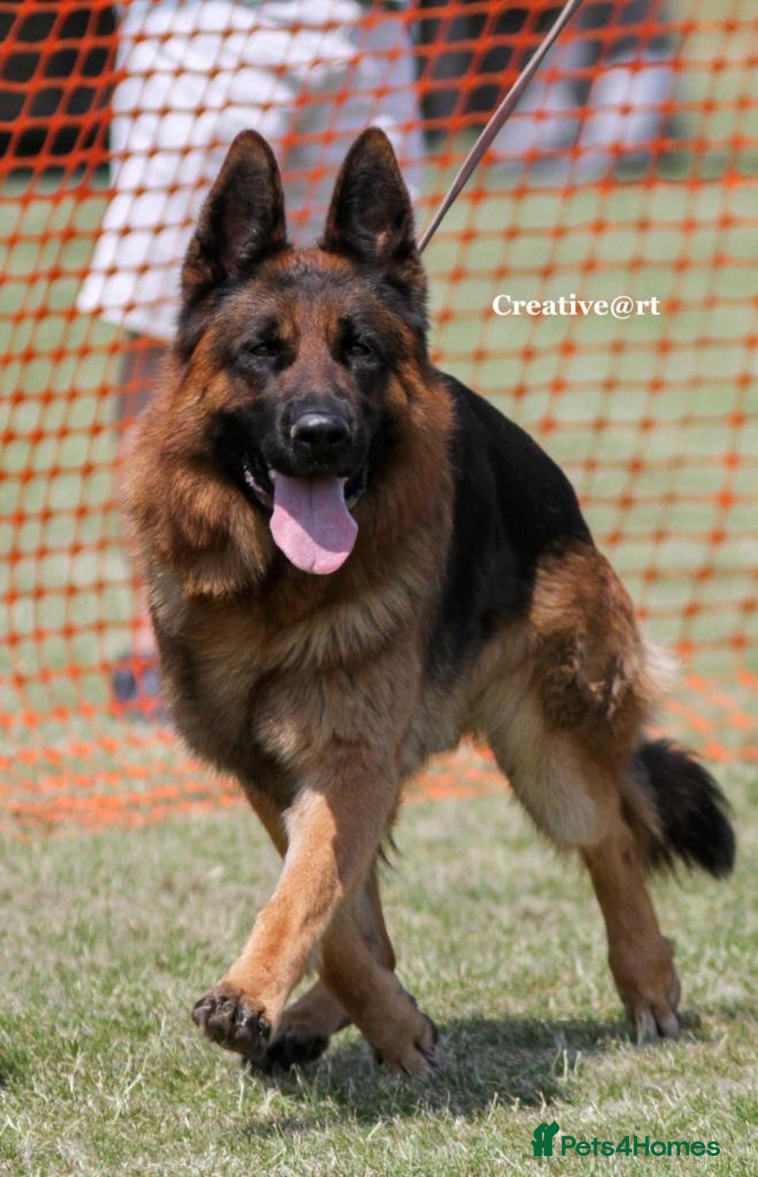 German Shepherd dogs for sale: Fantastic German Shepherd Puppy  - Image 6