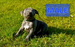 Staffordshire Bull Terrier dogs for sale: CHUNKY blue Staffordshire bull terror puppys - Image 1