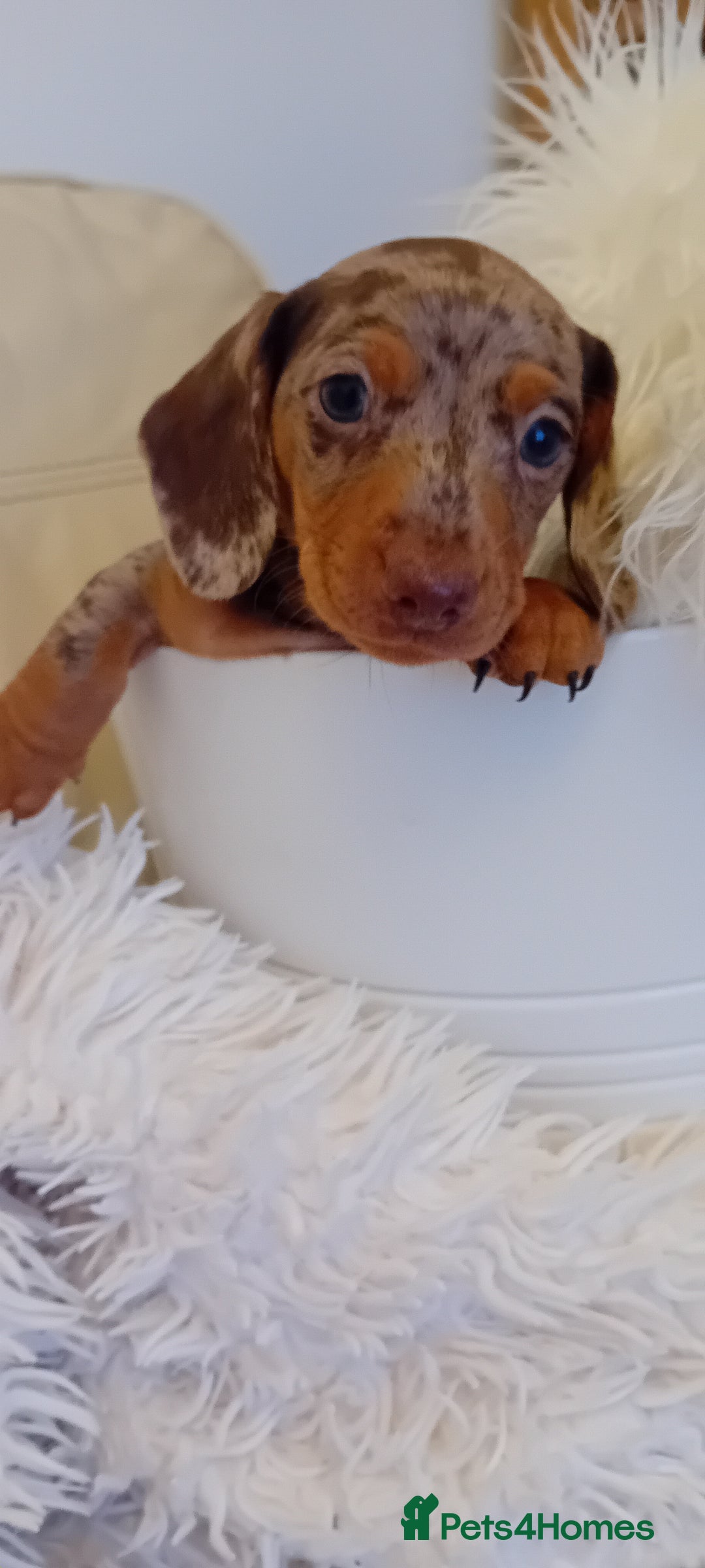 Miniature Dachshund dogs for sale: Boy dapple - Advert 4