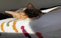 Domestic Shorthair cats for sale: Rehoming our beloved cat - Image 5