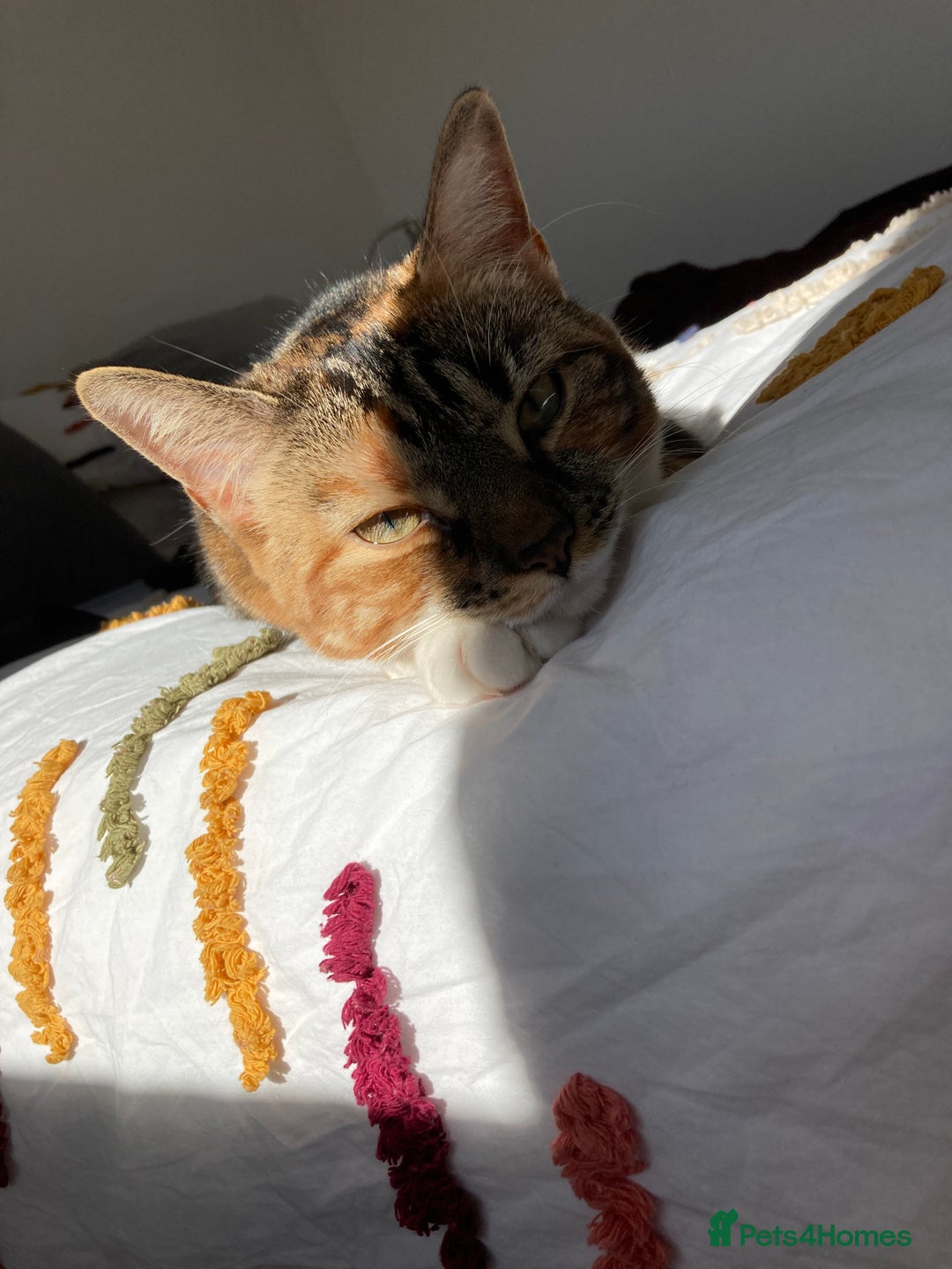 Domestic Shorthair cats for sale: Rehoming our beloved cat - Image 5