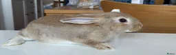 Mixed Breed rabbits for sale: Stunning, Hand-Reared Bunnies Seeking Forever home - Advert 4