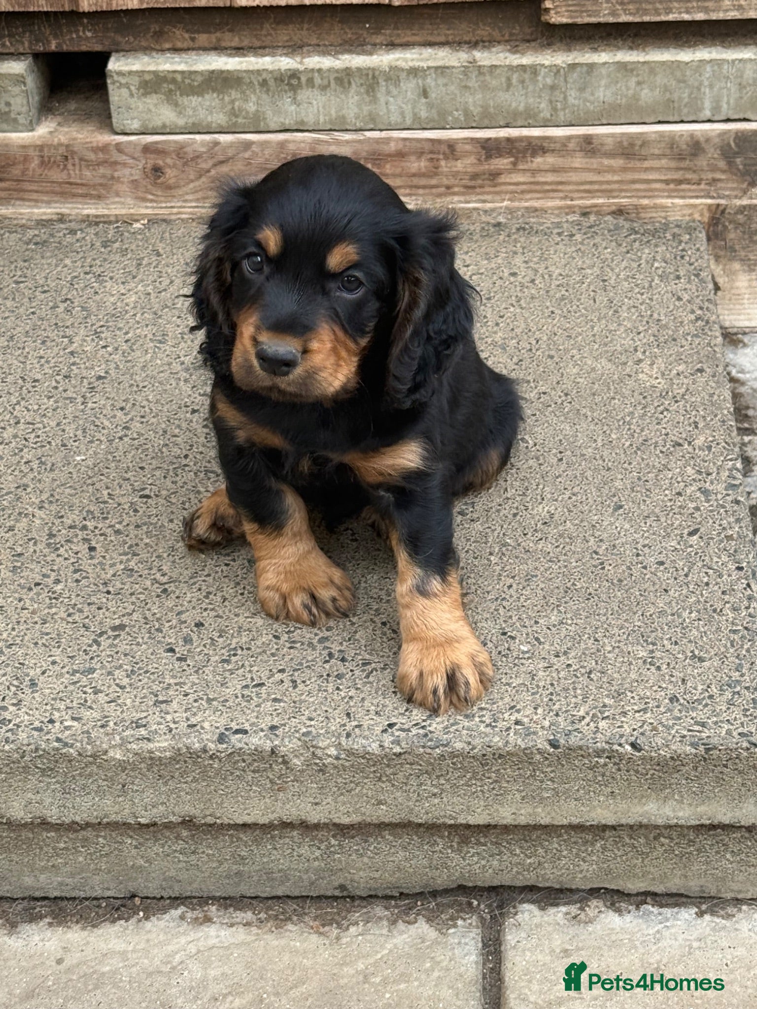 Cocker Spaniel dogs 6 well bred Cocker Spaniel puppies  - Advert 1