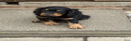 Cocker Spaniel dogs for sale: 6 well bred Cocker Spaniel puppies  - Advert 1