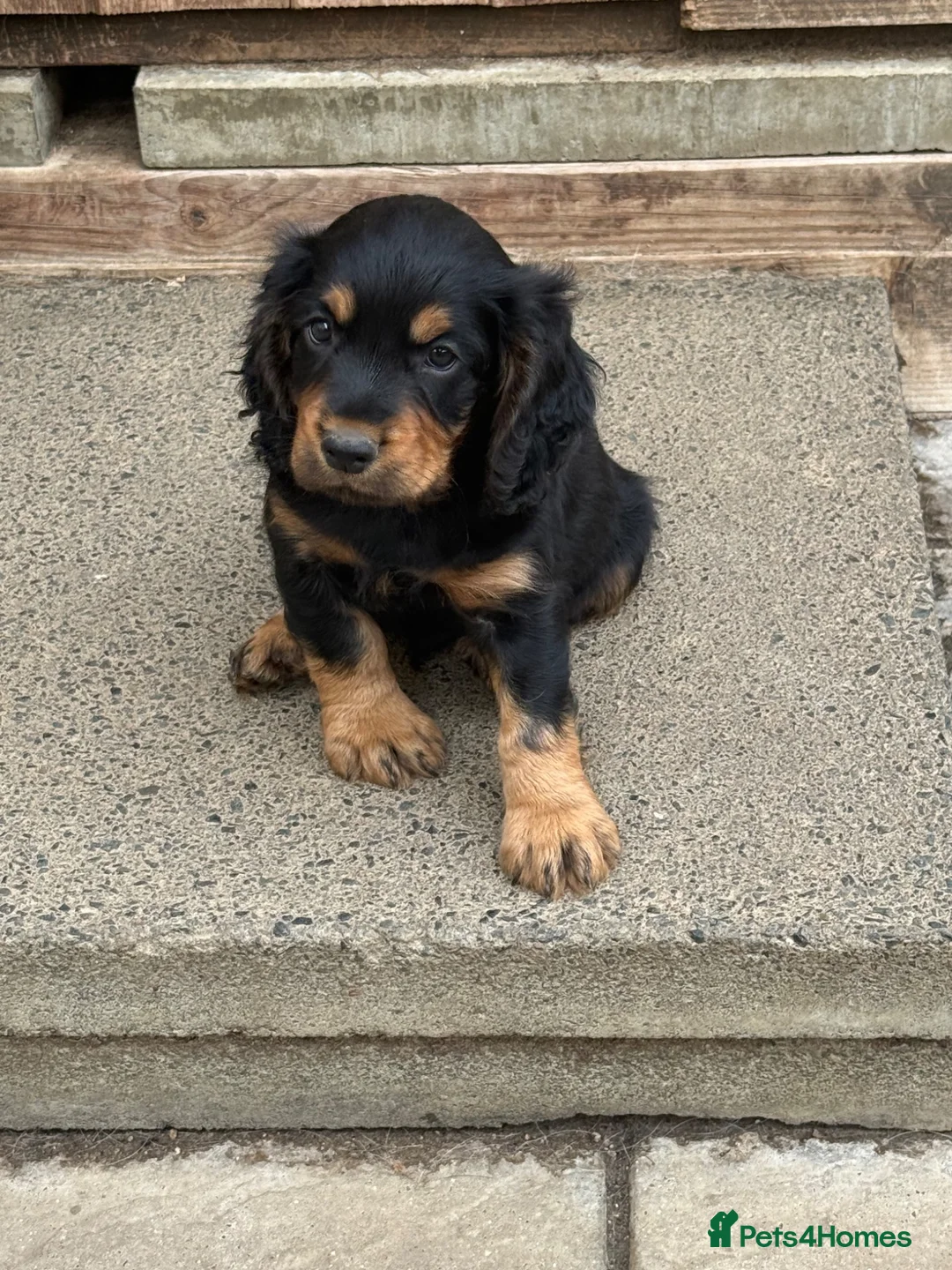 Cocker Spaniel dogs for sale: 6 well bred Cocker Spaniel puppies  - Advert 1