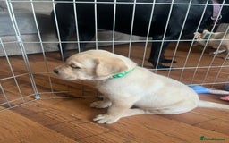 Labrador Retriever dogs for sale: Top Pedigree Labrador retriever puppies - Image 19