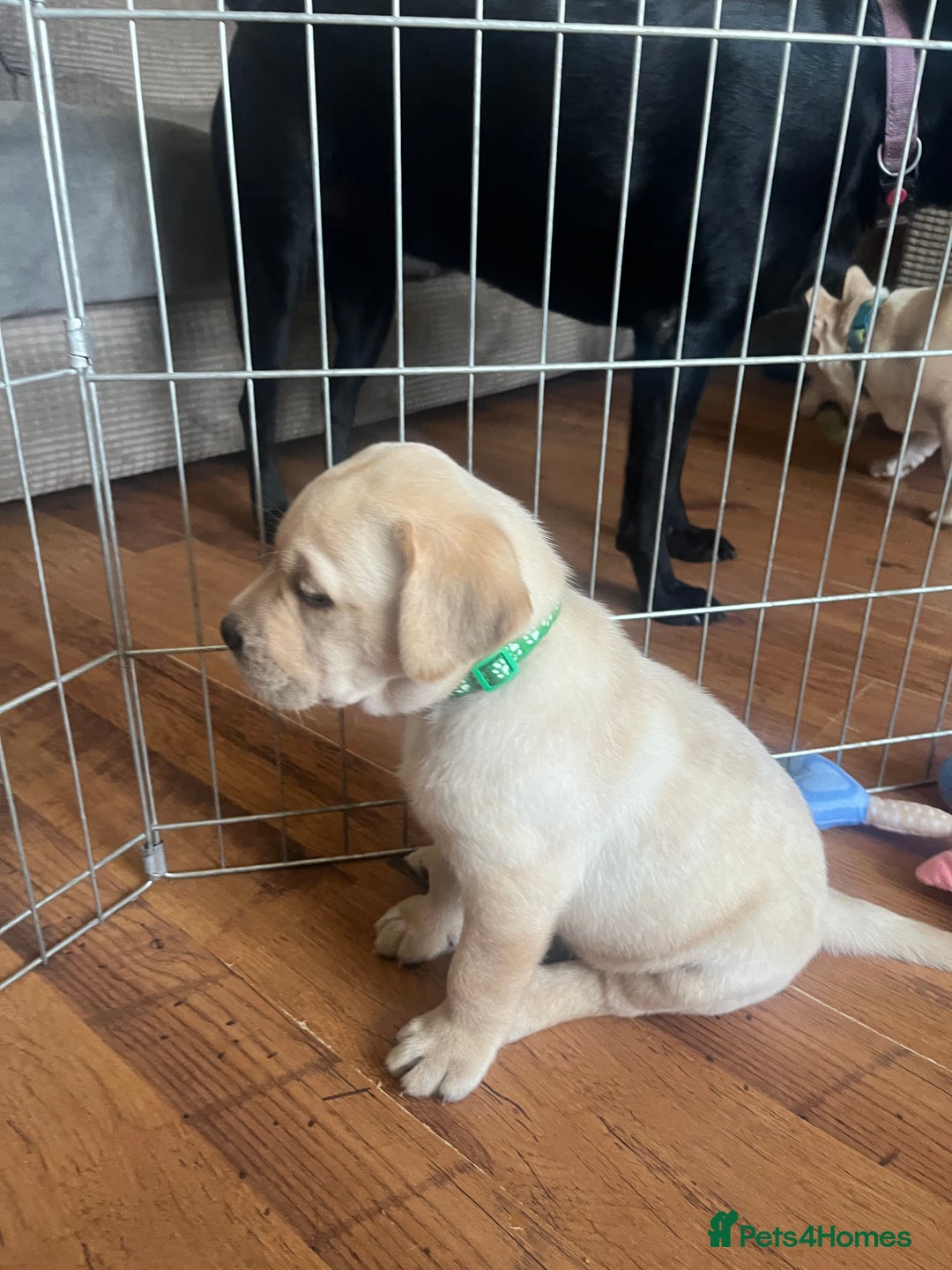 Labrador Retriever dogs for sale: Top Pedigree Labrador retriever puppies - Image 19