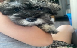 Miniature Schnauzer dogs for sale: Mini Schnauzer Boy - Image 5
