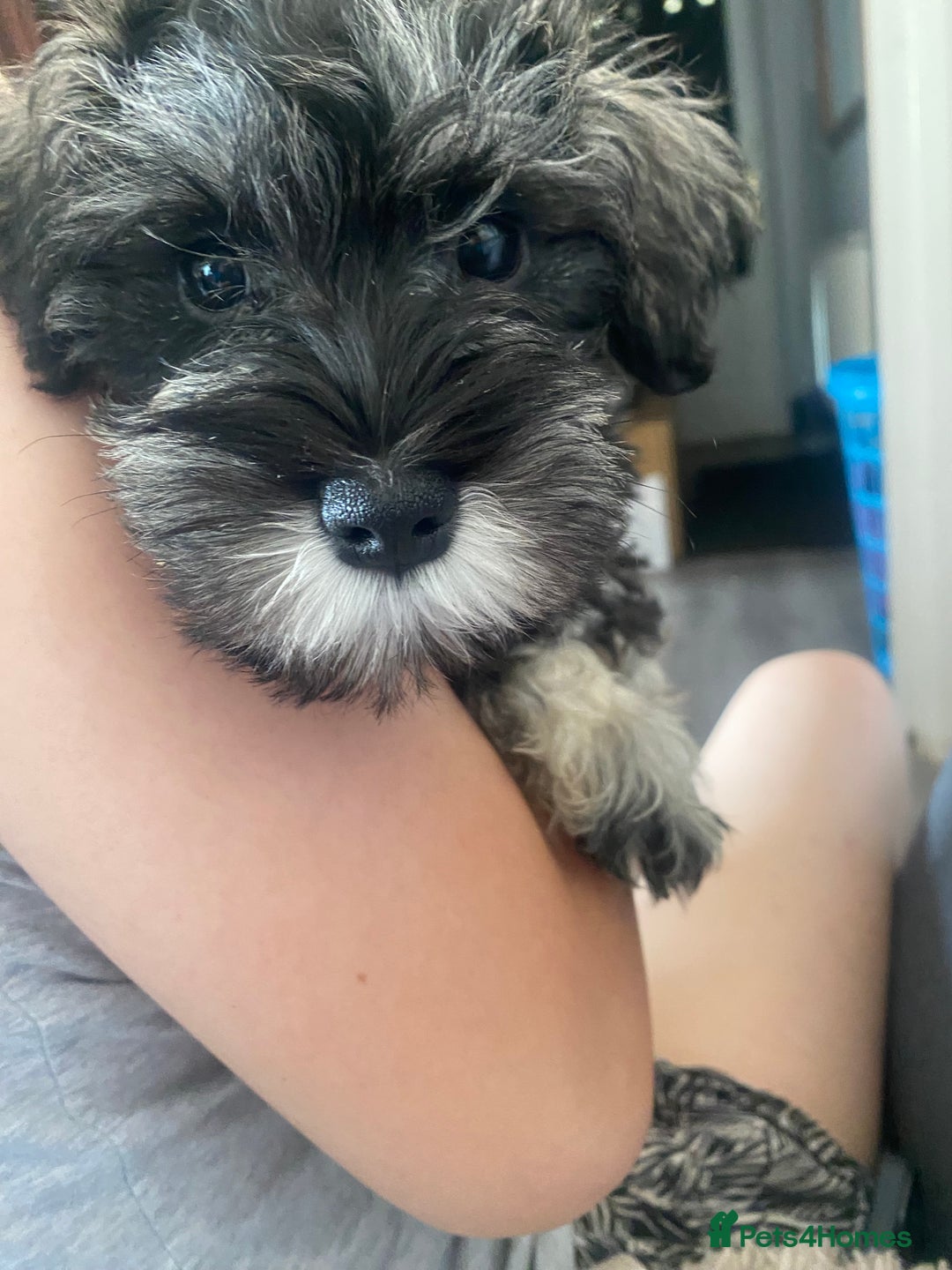 Miniature Schnauzer dogs for sale: Mini Schnauzer Boy - Image 5