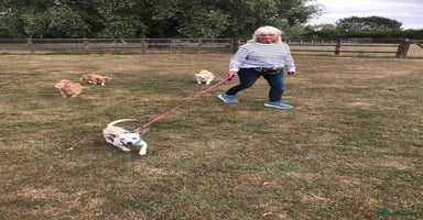 Chihuahua dogs - Advert 7