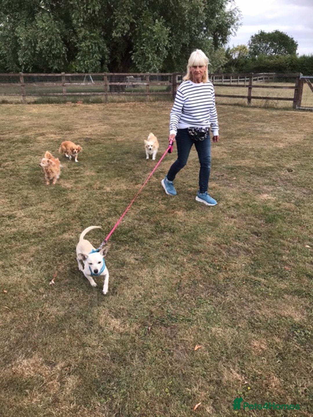 Chihuahua dogs for adoption: Brave little Peanut - Image 4