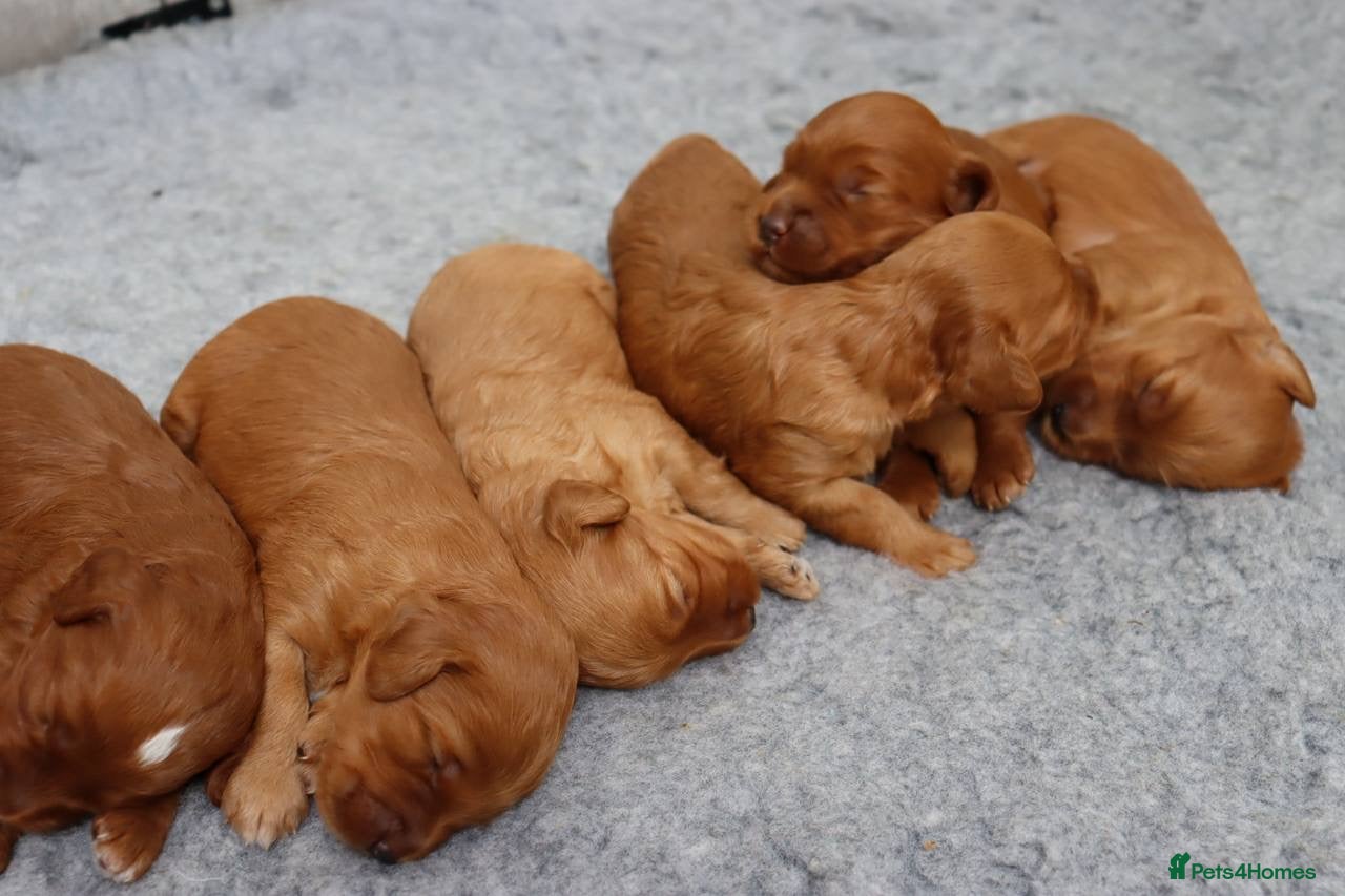 Cockapoo dogs for sale: Stunning F1 puppies Champions Bloodlines  - Advert 6