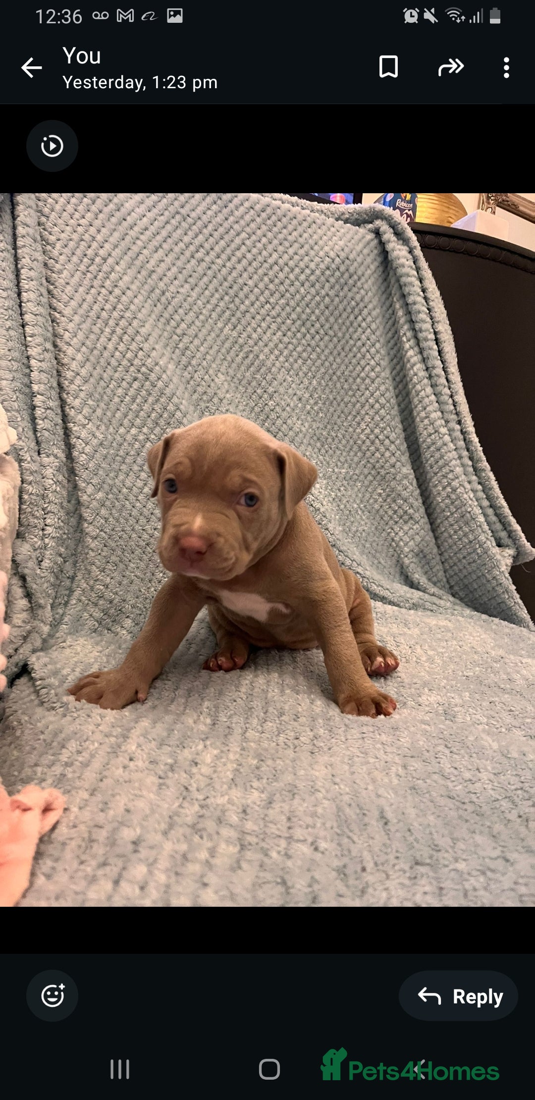 Mixed Breed dogs for sale: Staffy mixed  - Advert 4