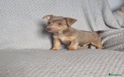 Jack Russell dogs for sale: Miniature jack Russell's only 3 available now - Image 29