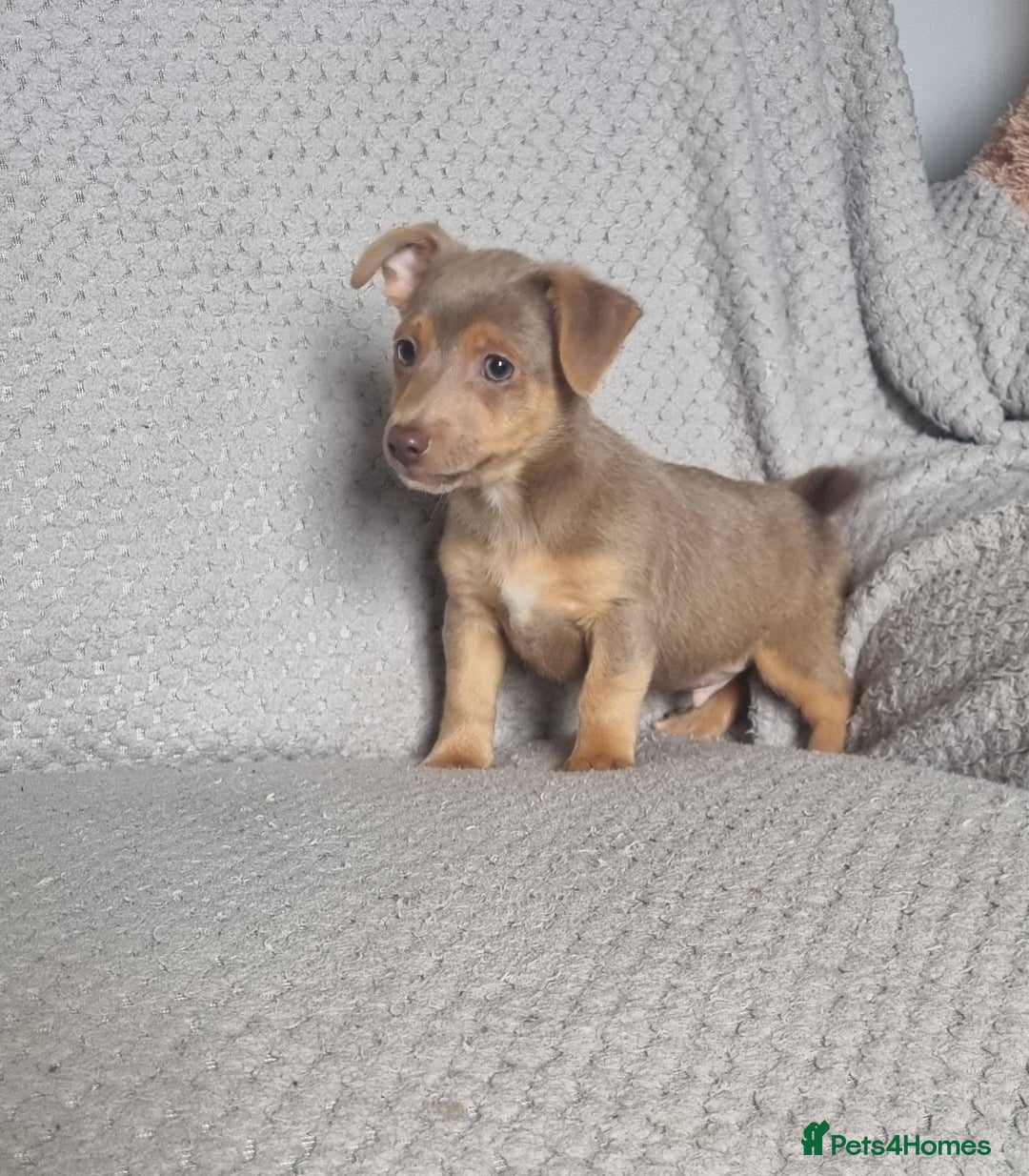 Jack Russell dogs for sale: Miniature jack Russell's only 3 available now - Image 29