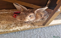 Netherland Dwarf rabbits for sale: Netherland dwarf rabbit  - Image 2