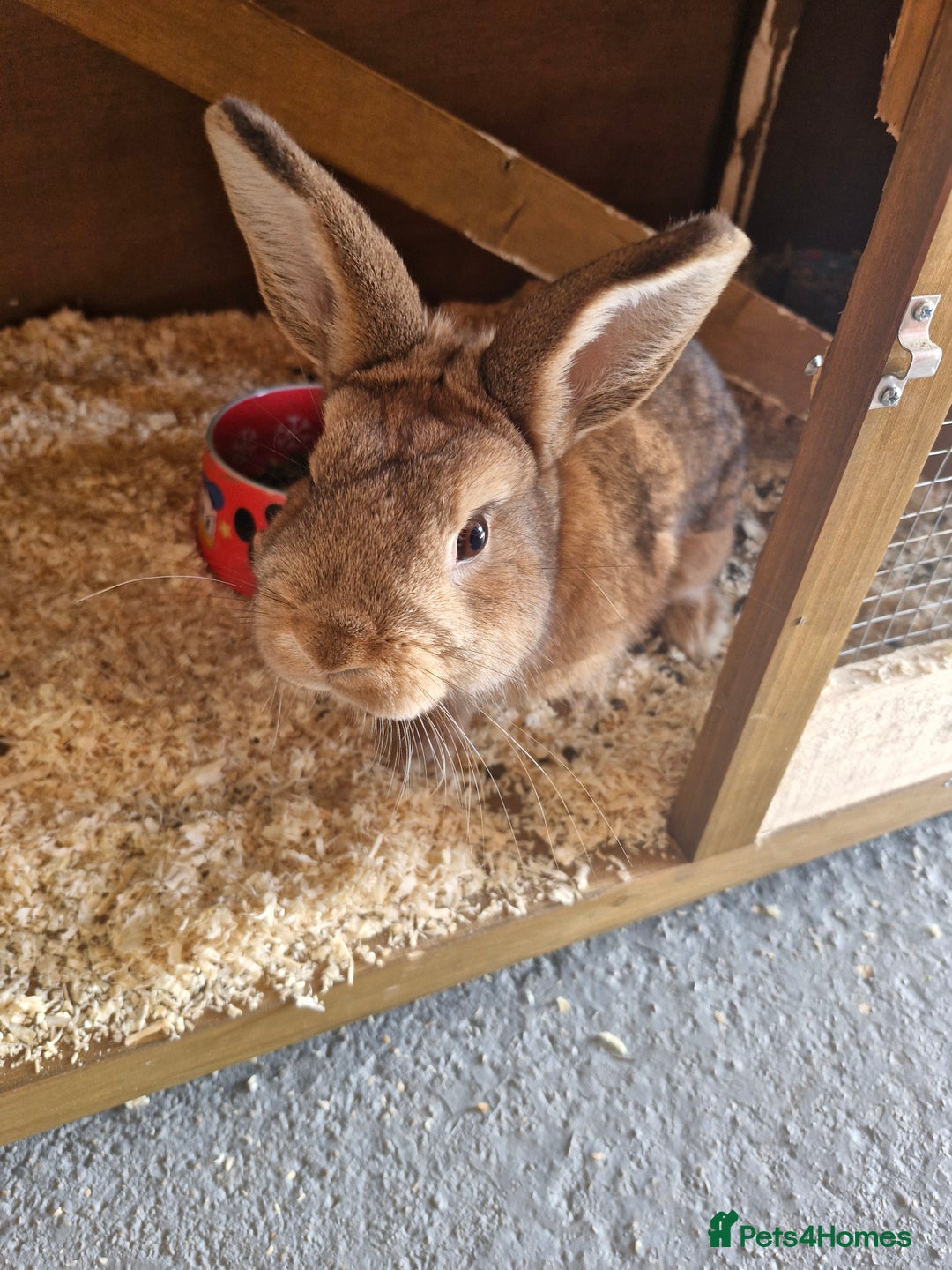 Netherland Dwarf rabbits for sale: Netherland dwarf rabbit  - Image 2