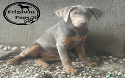 Labrador Retriever dogs for sale:  Stunning Silver Labradors Available  - Image 12