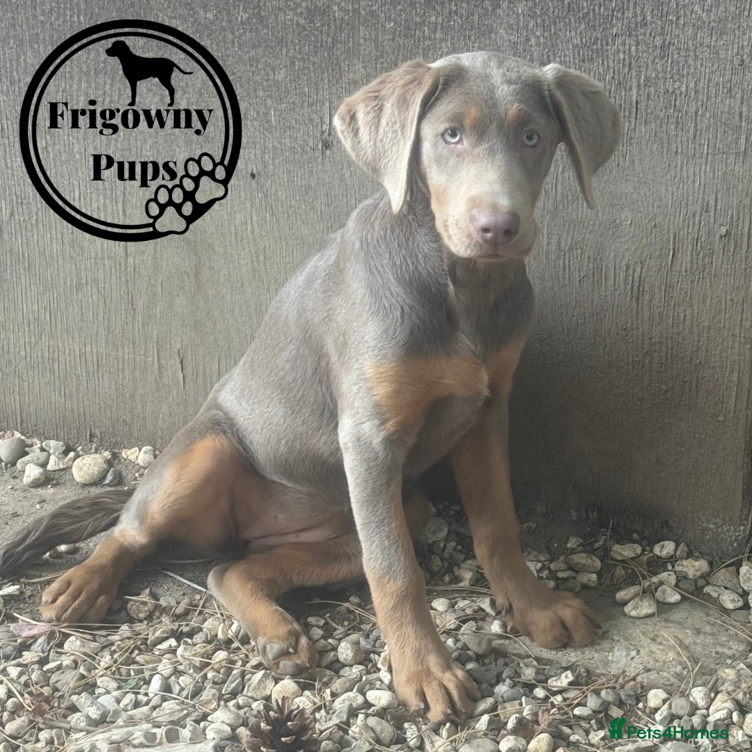 Labrador Retriever dogs for sale:  Stunning Silver Labradors Available  - Image 12