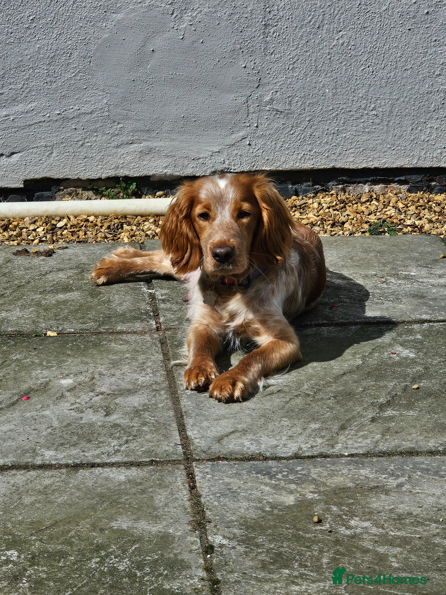 Sprocker dogs Sprocker  - Advert 1