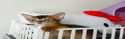 Abyssinian cats for sale:  🏆🥇🏵️Top Quality Champion Lines Abyssinian  - Advert 22