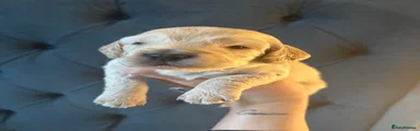 Cockapoo boy