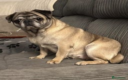Pug dogs for sale: Older pug looking for loving home  - Image 3