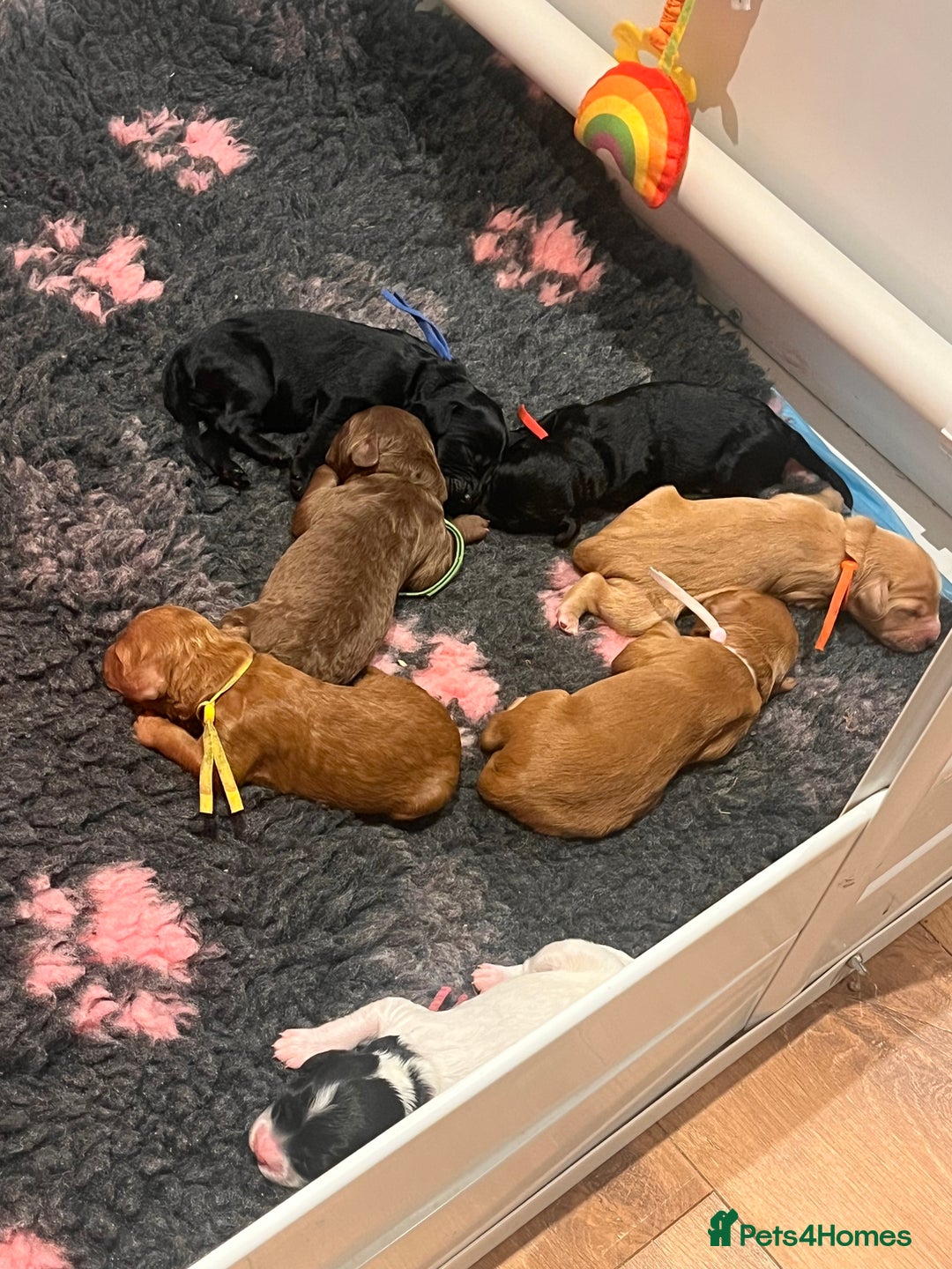 Australian Labradoodle dogs for sale: Healthy tested true Australian Labradoodle pups - Advert 9