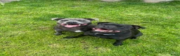 Staffordshire Bull Terrier dogs for sale: KC REG SBT STOCKY BLACK BITCH in Saint Ives - Advert 11