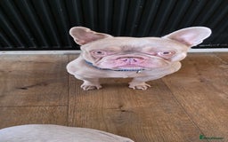 French Bulldog dogs for sale: Playful lilac frenchie 2 years old, family dog - Image 2