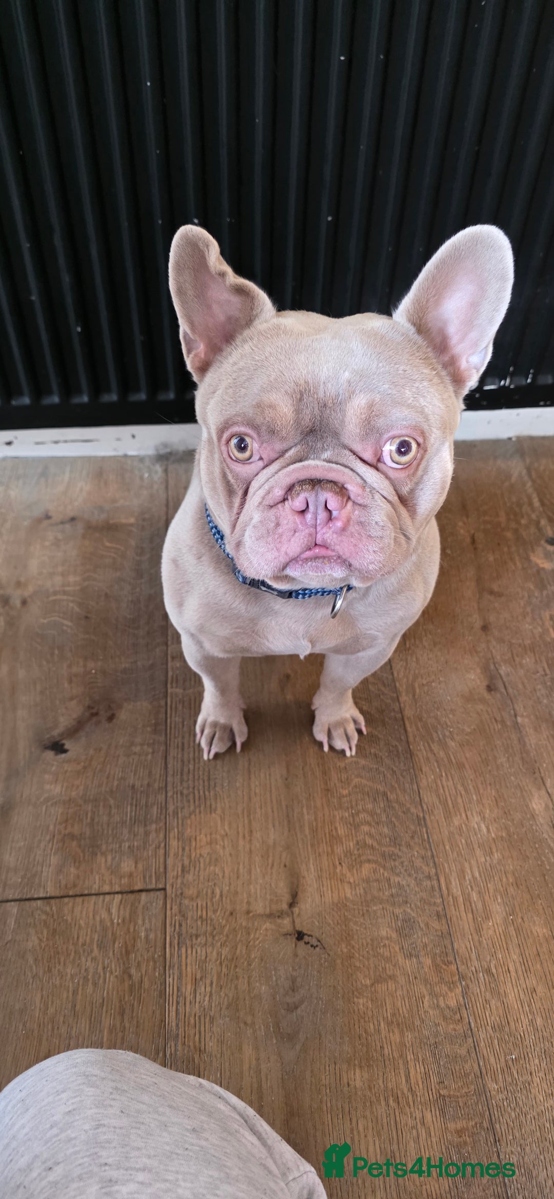 French Bulldog dogs for sale: Playful lilac frenchie 2 years old, family dog - Image 2