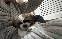 Shih Tzu dogs for sale: 3 beautiful shih tzus for sale  - Advert 5