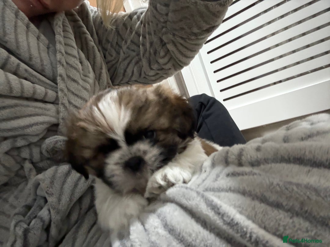 Shih Tzu dogs for sale: 3 beautiful shih tzus for sale  - Advert 5