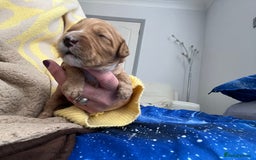 Australian Labradoodle dogs for sale: Multi Generational Australian Labradoodle Puppies - Image 11