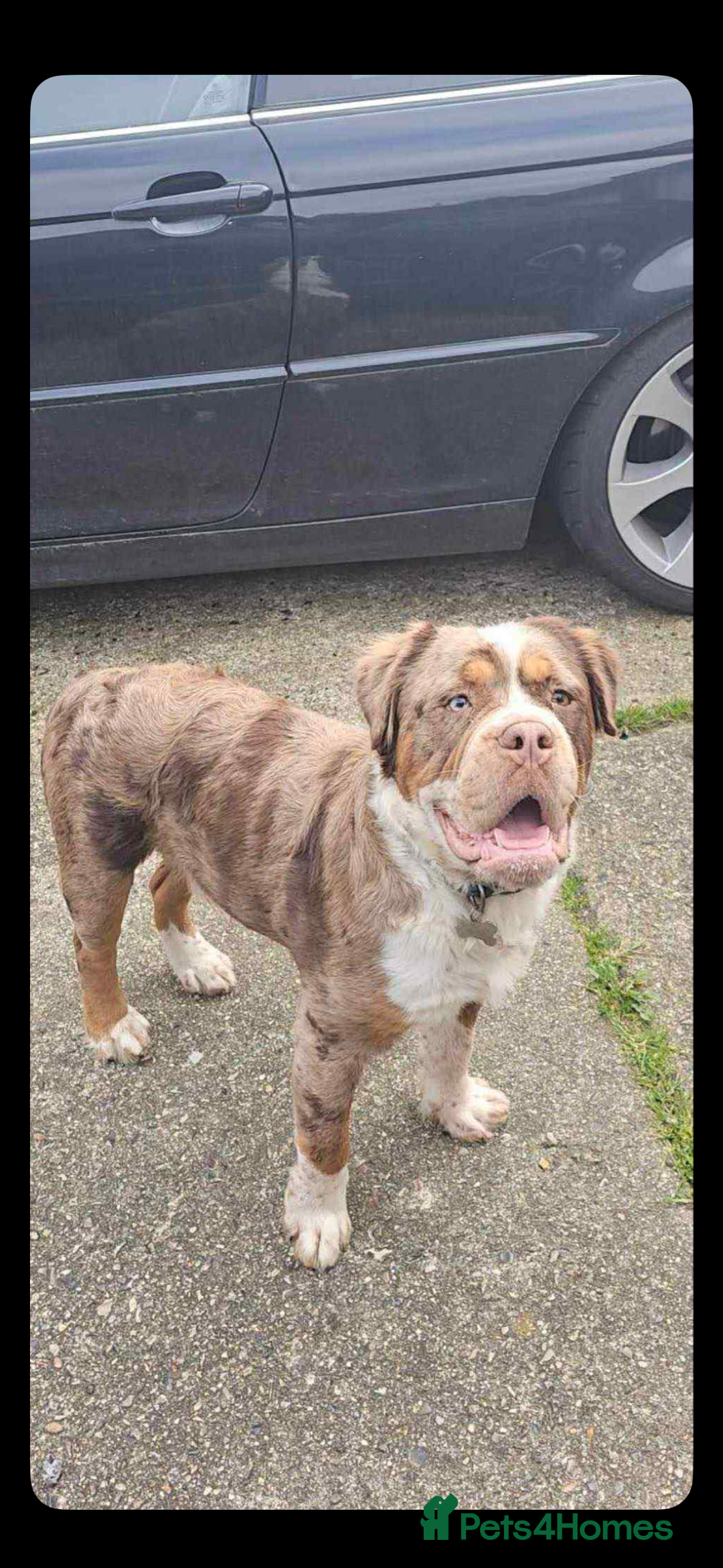 Old Tyme Bulldog dogs for stud: Stunning Visual Fluffy Chocolate Merle - Advert 3