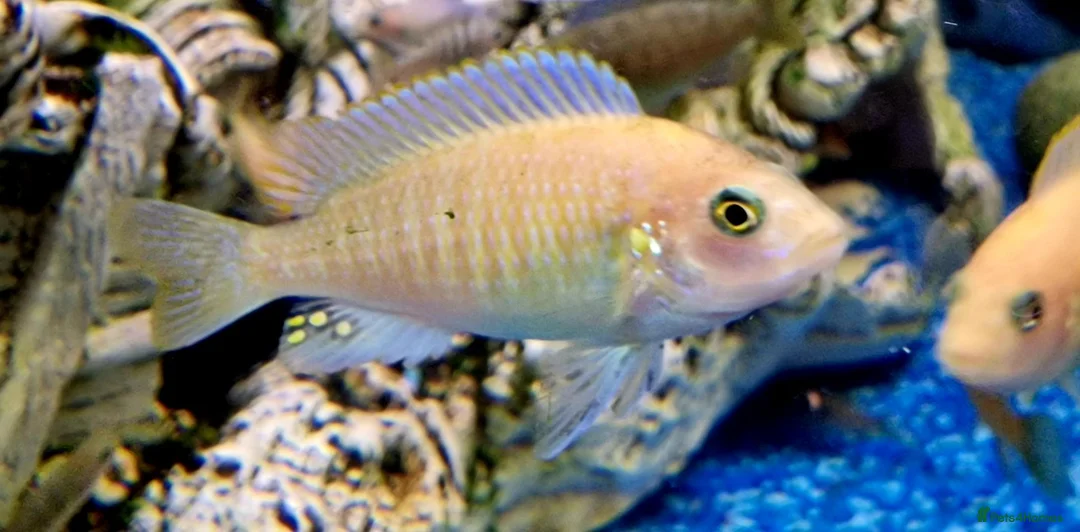Cichlids fish for sale: Malawian Cichlids in Doncaster - Advert 2