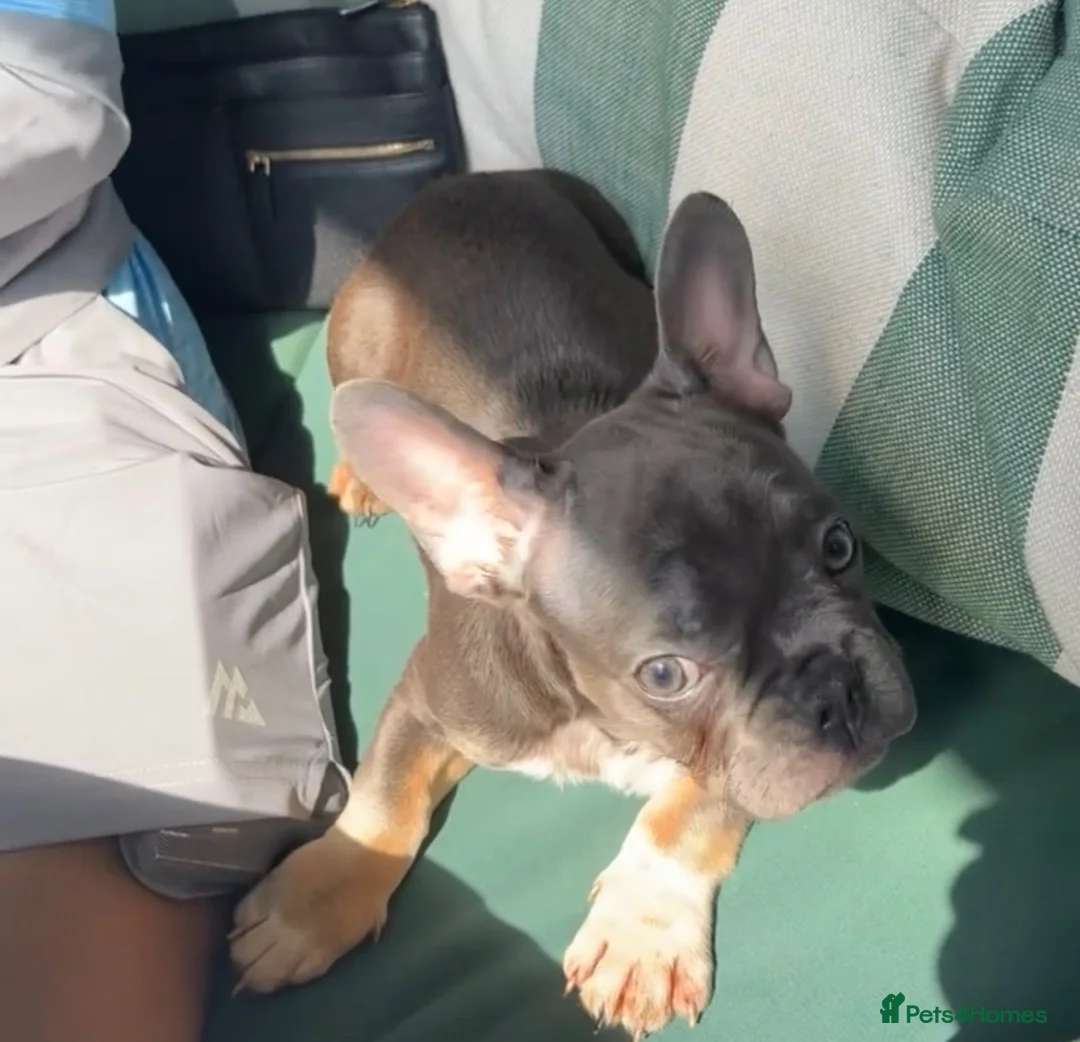 French Bulldog dogs for sale: Beautiful frenchies in Coventry - Advert 2