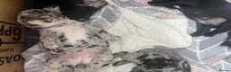 French Bulldog dogs for sale: Beautiful merle French bulldogs. - Advert 12