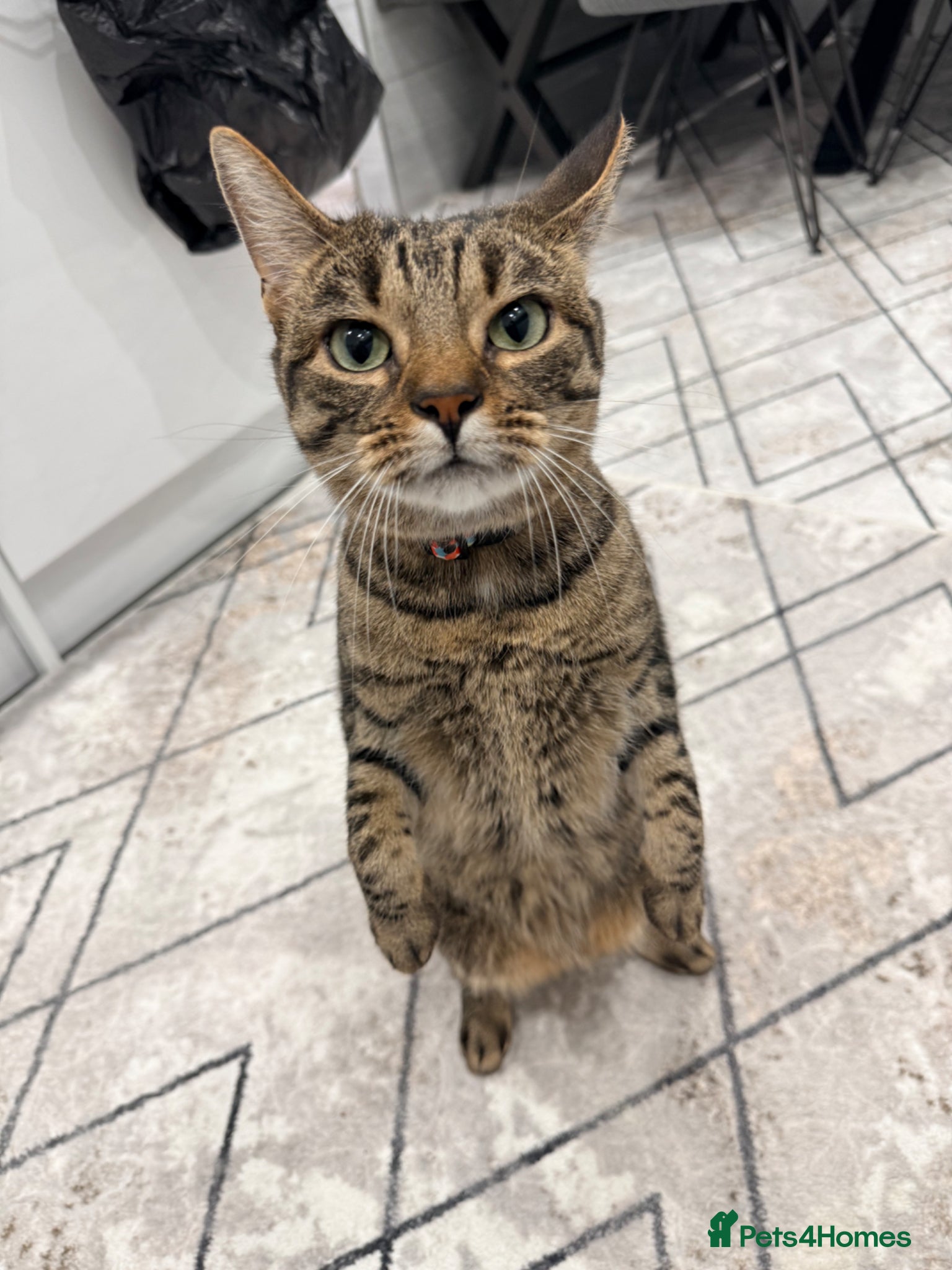 Mixed Breed cats Very Friendly Female Cat Looking for a Home 🙂 - Advert 2